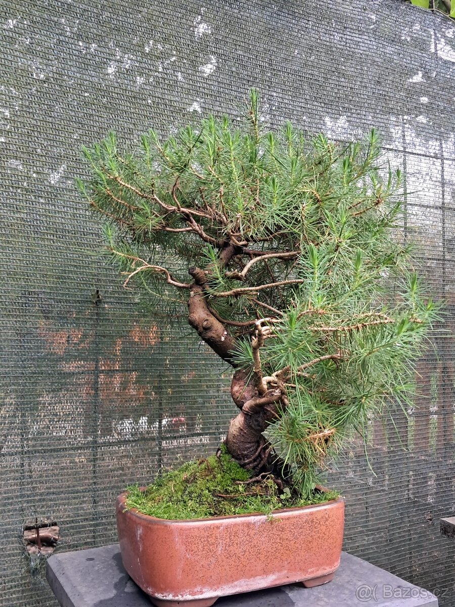 Bonsai,bonsaj Borovice