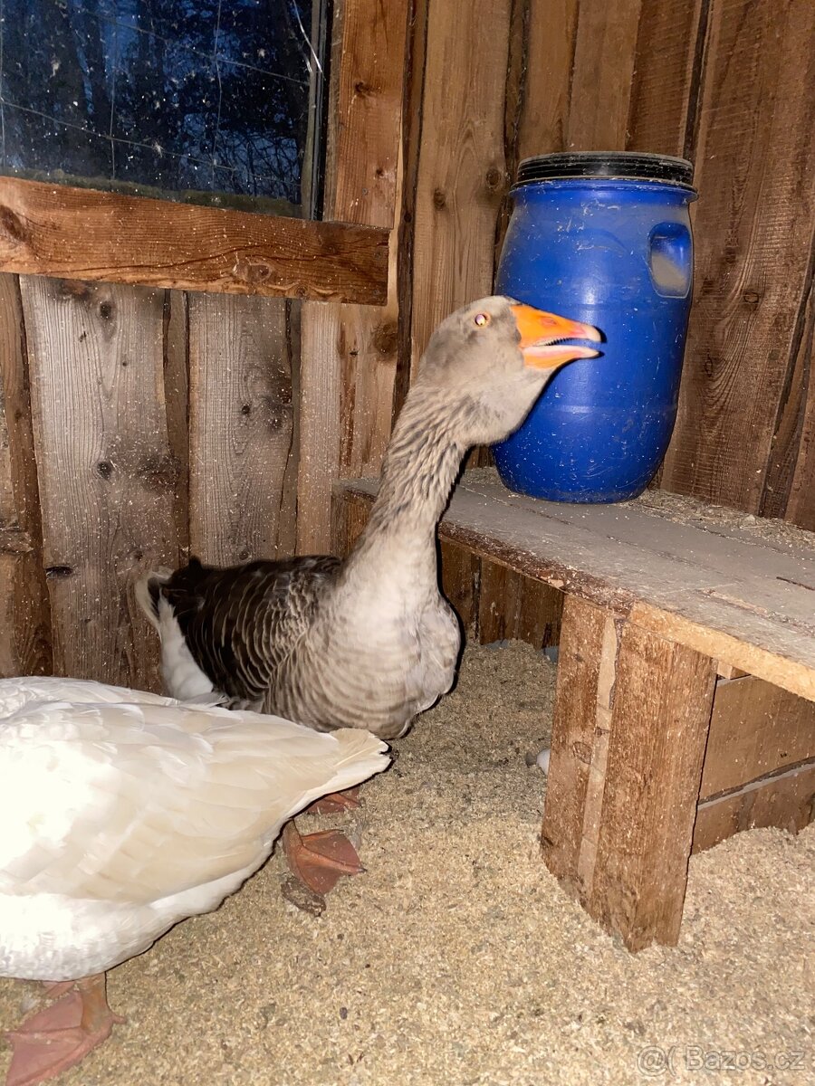 Houser husy české chocholaté