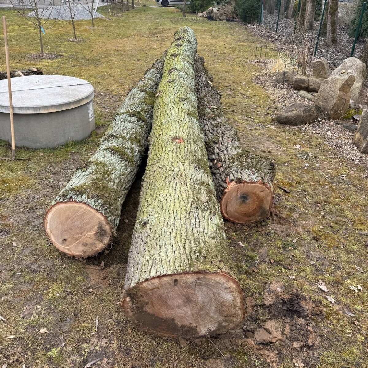 Dubová kulatina na řezivo - dubové kmeny
