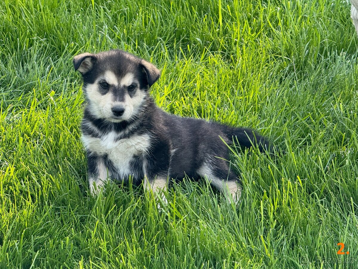Štěňata husky a labrador - 4 fenky a 1 pes k odběru od 18.5.