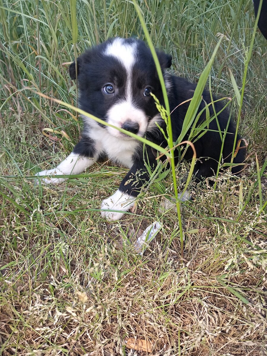 Border kolie