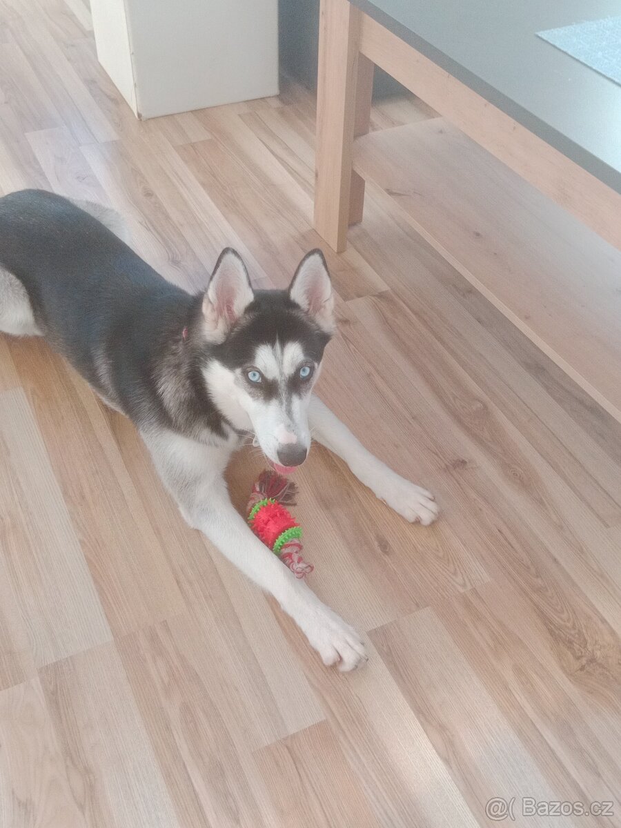 Husky