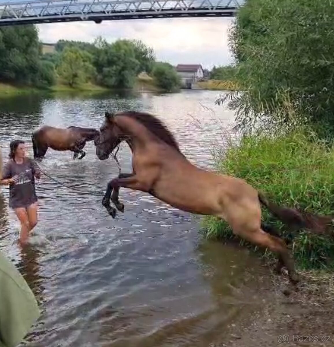 Lusitano hřebec PSL 16 měsíční