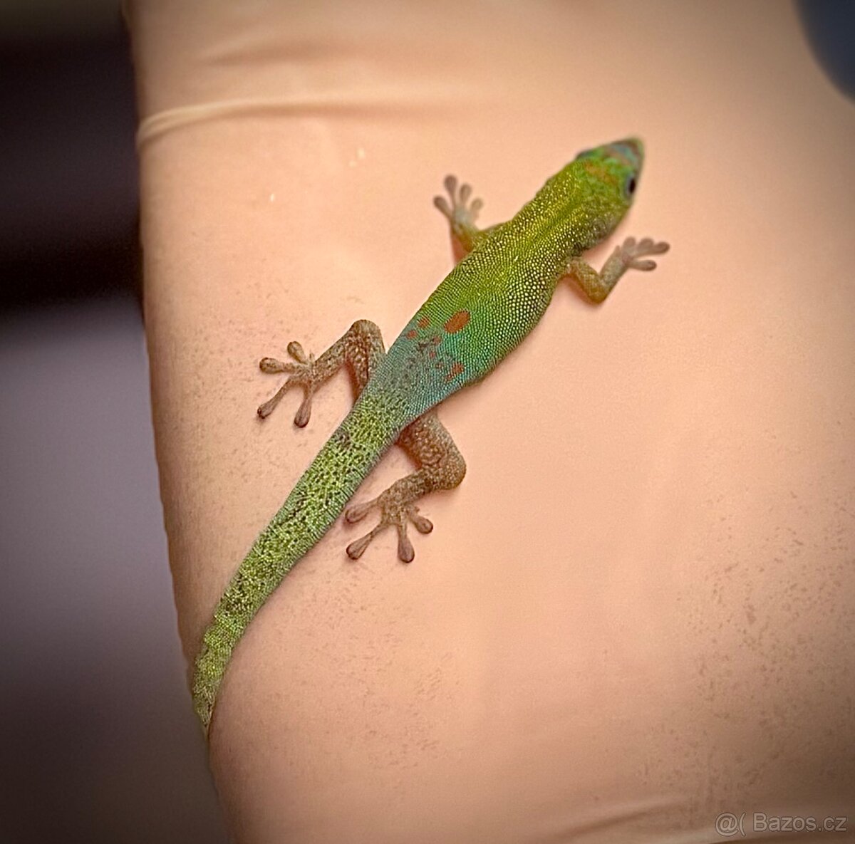 Phelsuma lineata při odběru do 19.10.25 (10.2)=11.000