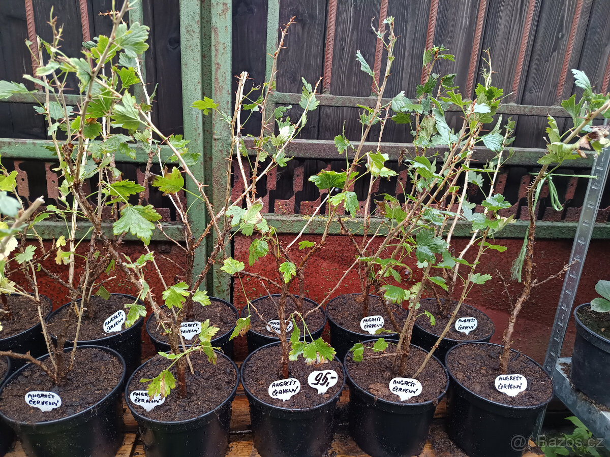 Angrešt keřový červený a bílý