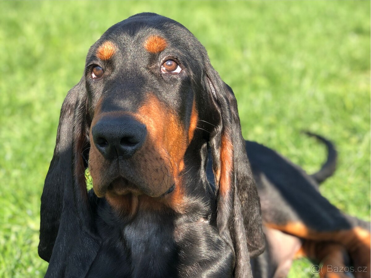 Black and Tan Coonhound - pes s PP