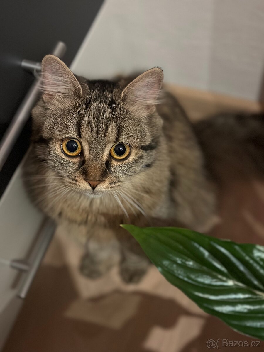 Daruji dvou letou kočičku Connie