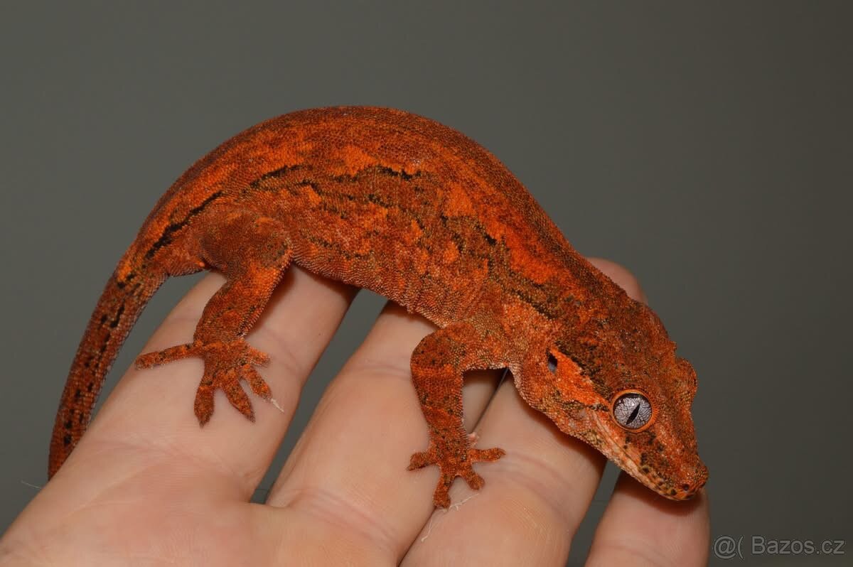 Rhacodactylus auriculatus