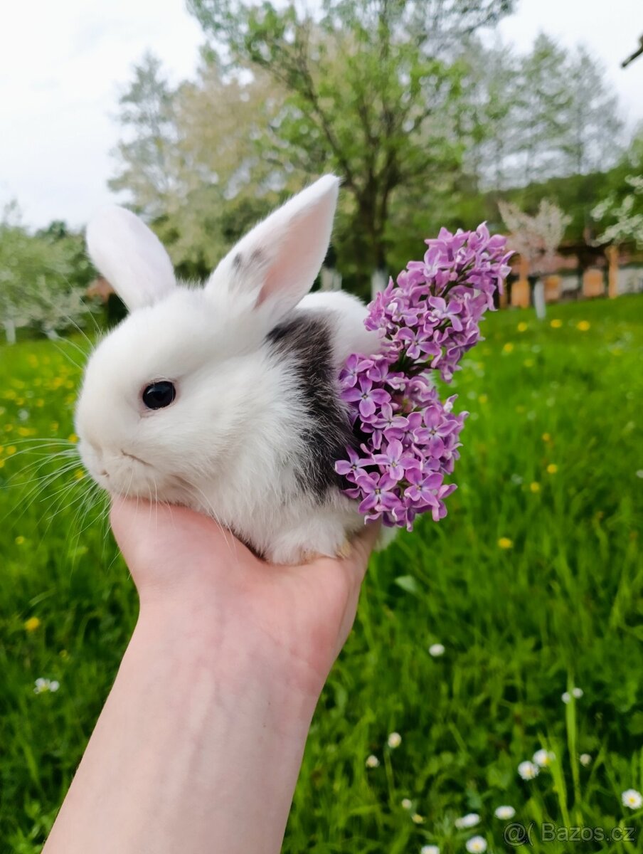 Zakrslý králík beranek