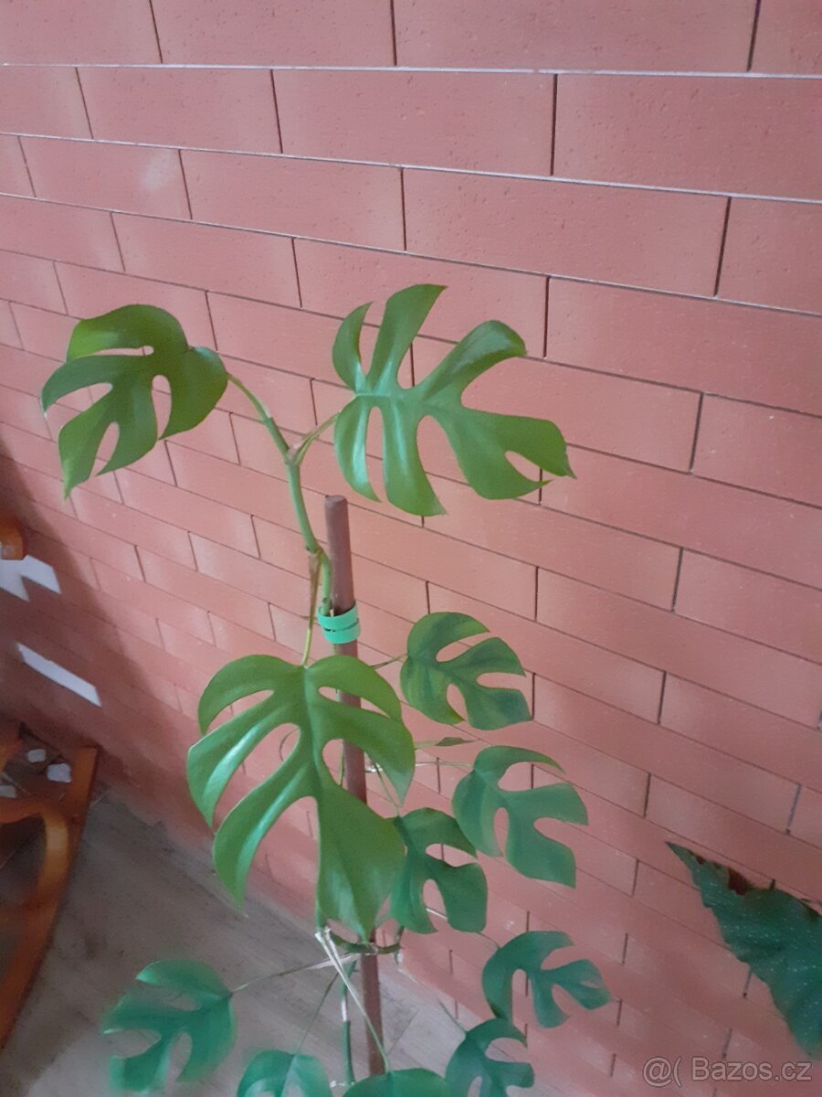 Monstera minima