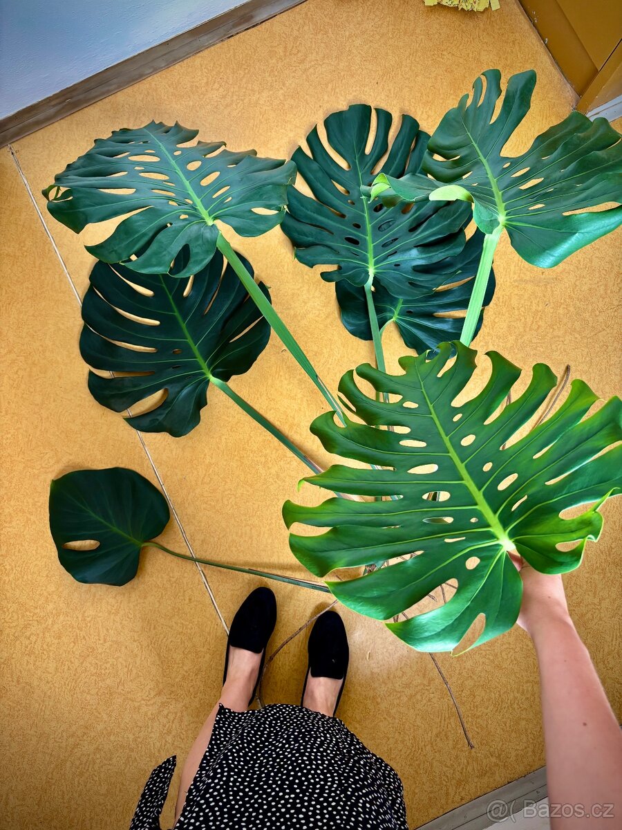 Monstera Deliciosa - pokojová rostlina