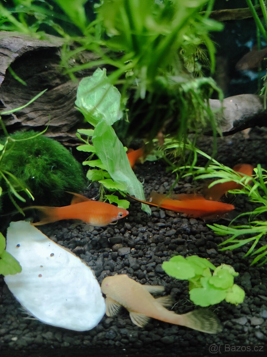 Akvarijní ryby, šneci, sladkovodní krrvety a rostliny