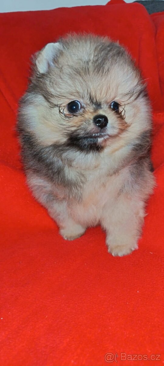 Pomeranian