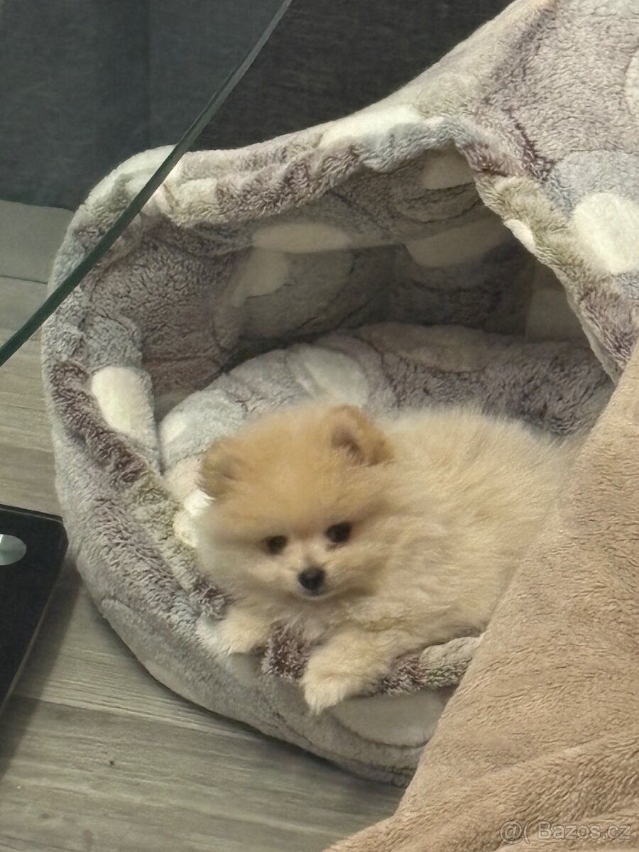 🐶 K prodeji – štěňátko pomeraniana