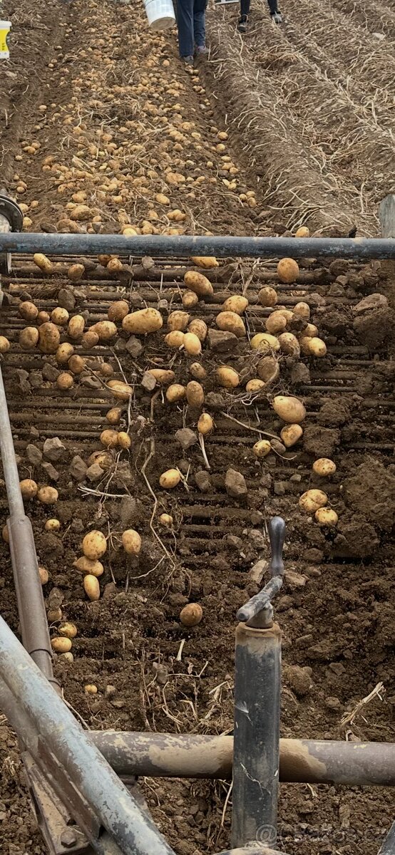 Brambory na uskladnění