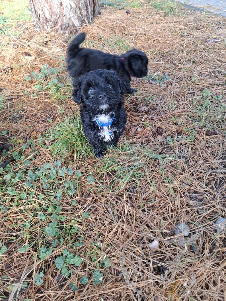 Jorkšírský teriér biewer bez pp