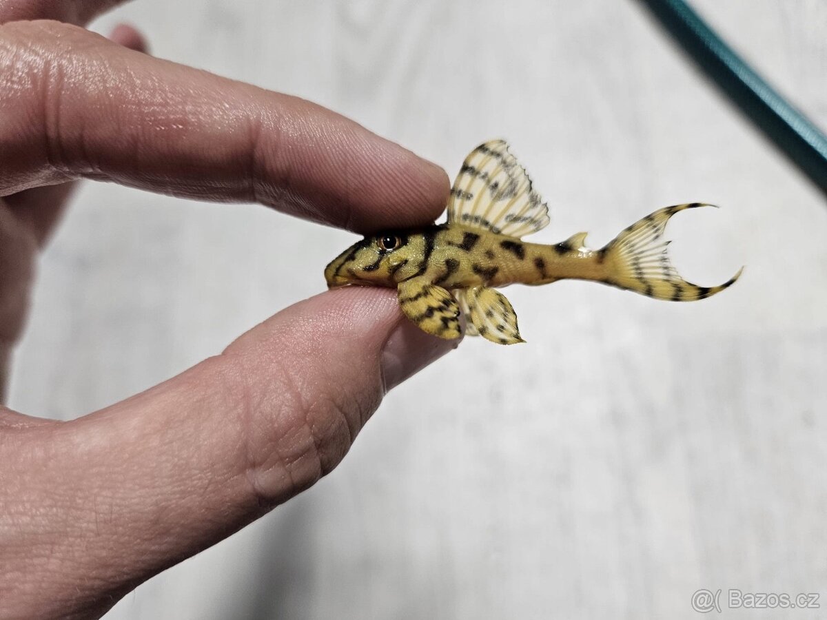 Zľavnené - Pleco, Hypancistrus, Ancistrus long fin, sumce