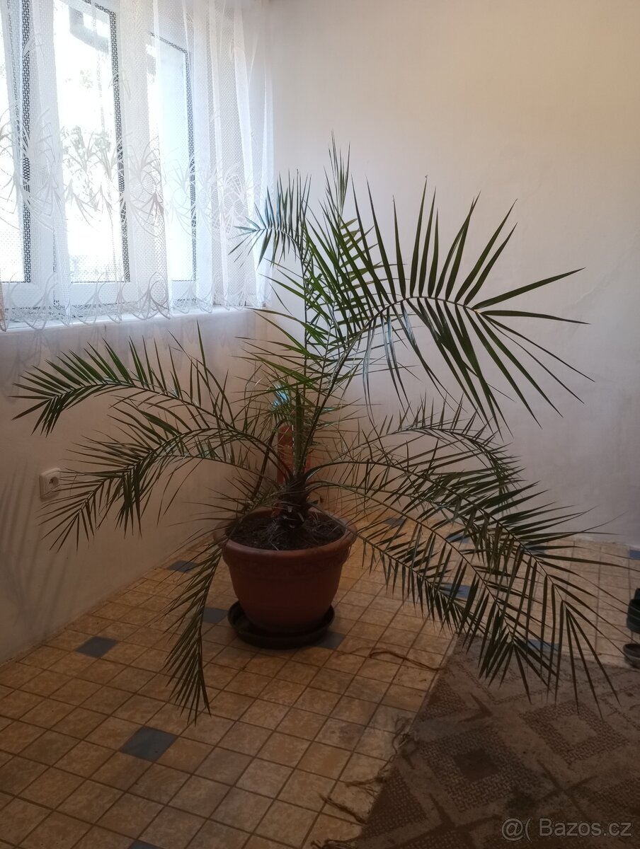 Datlová palma v. 160 cm, šířka 160 cm