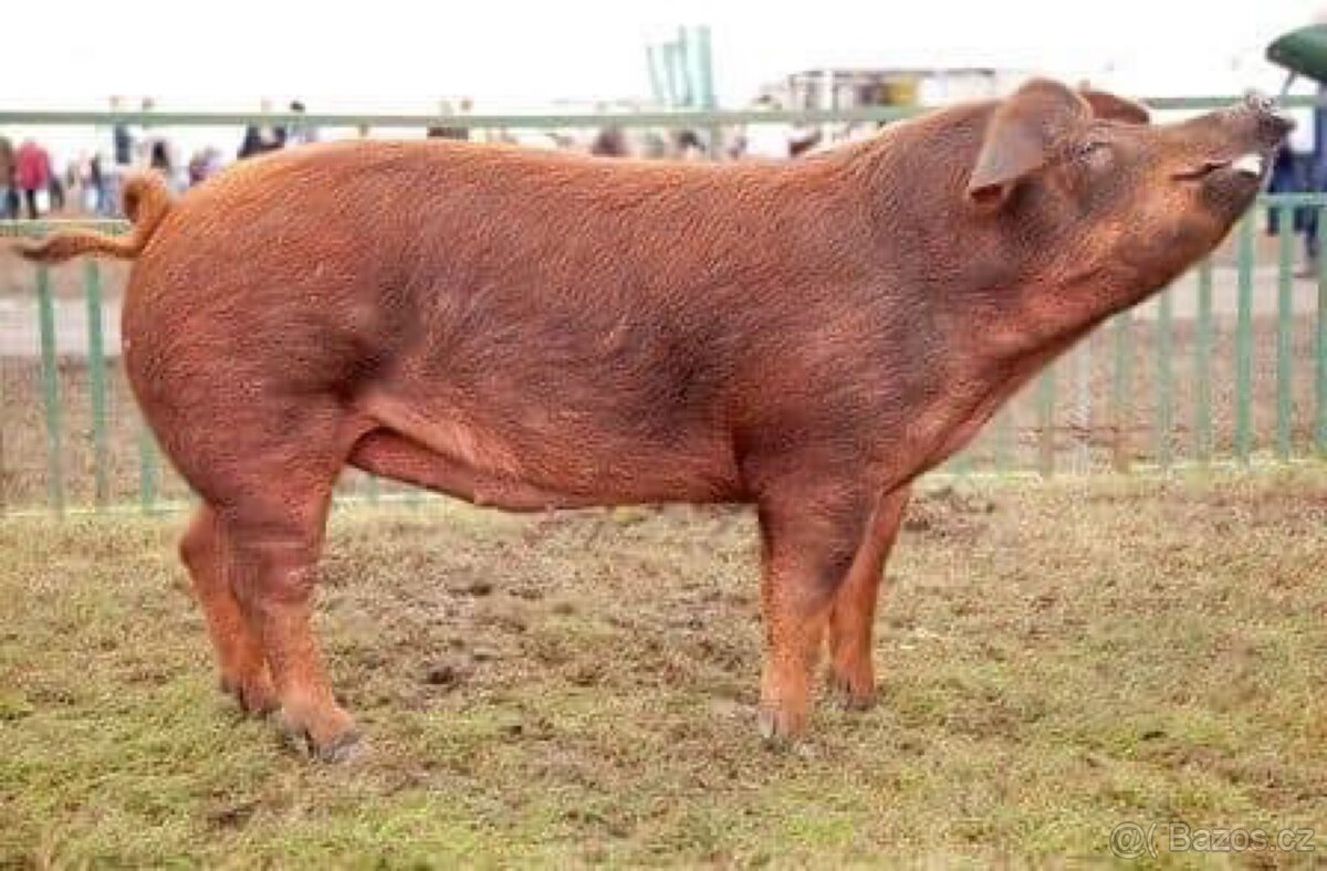 Duroc-sviňka