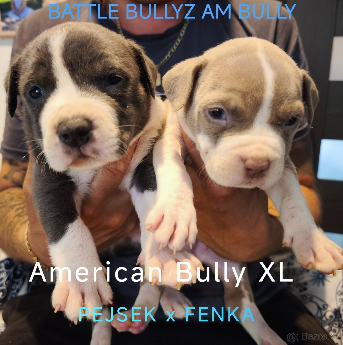 American Bully XL originální původní krev rodokmen ABKC USA