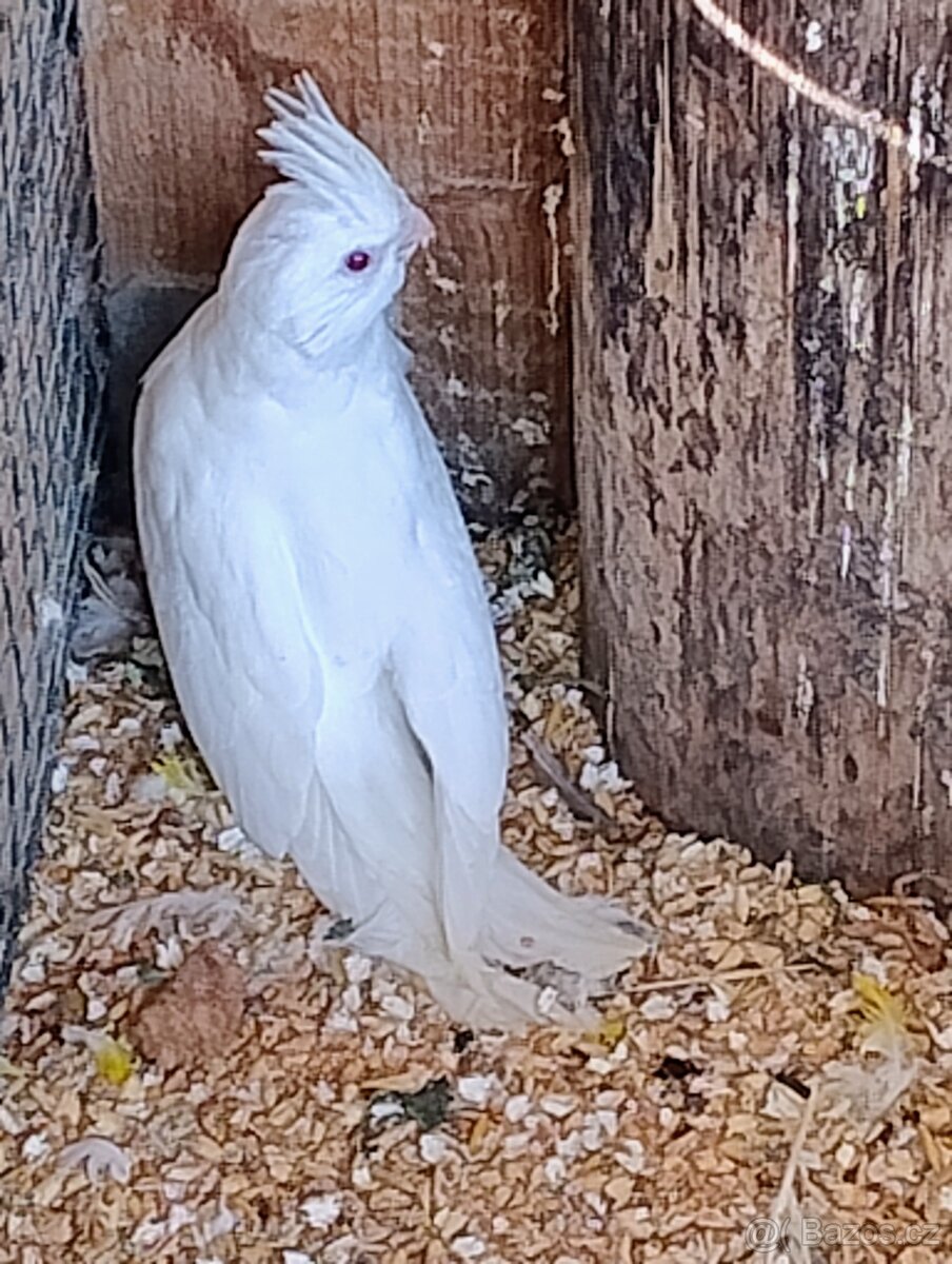 Korela albino