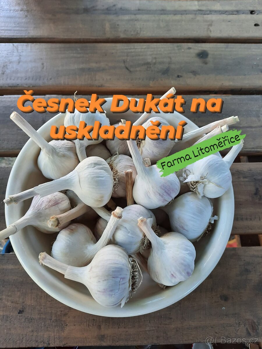 Česnek Dukát