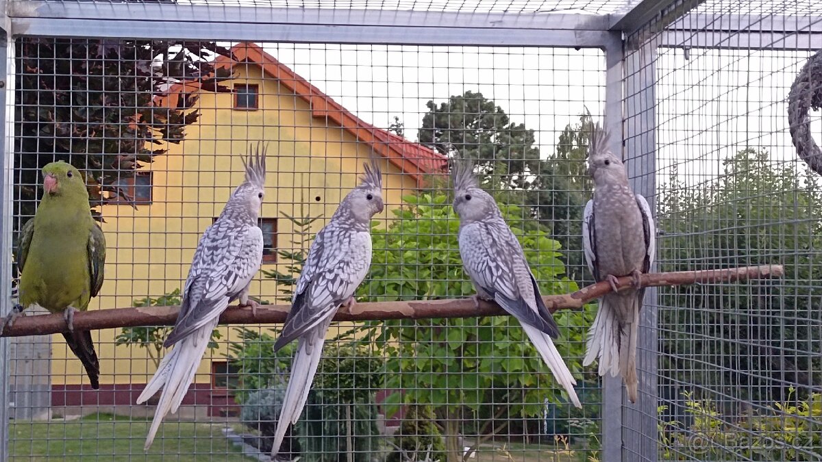 Prodám korely bělohlavé perlové 0,3