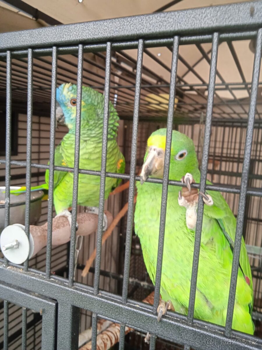 Amazoňan modročelý a žlutočelý