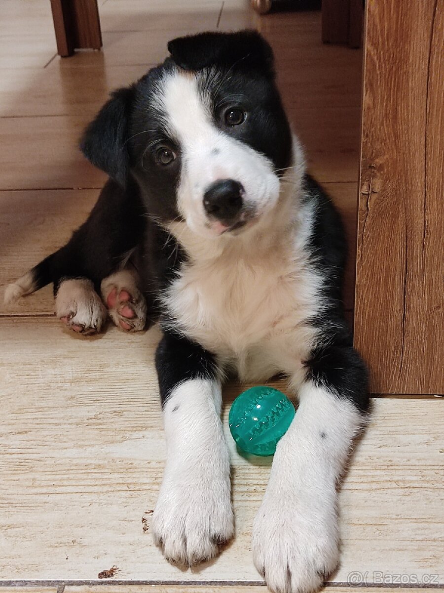 Border kolie již k odběru