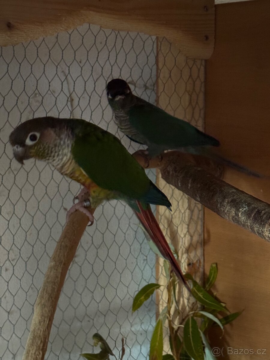 Prodám chovný pár pyrur