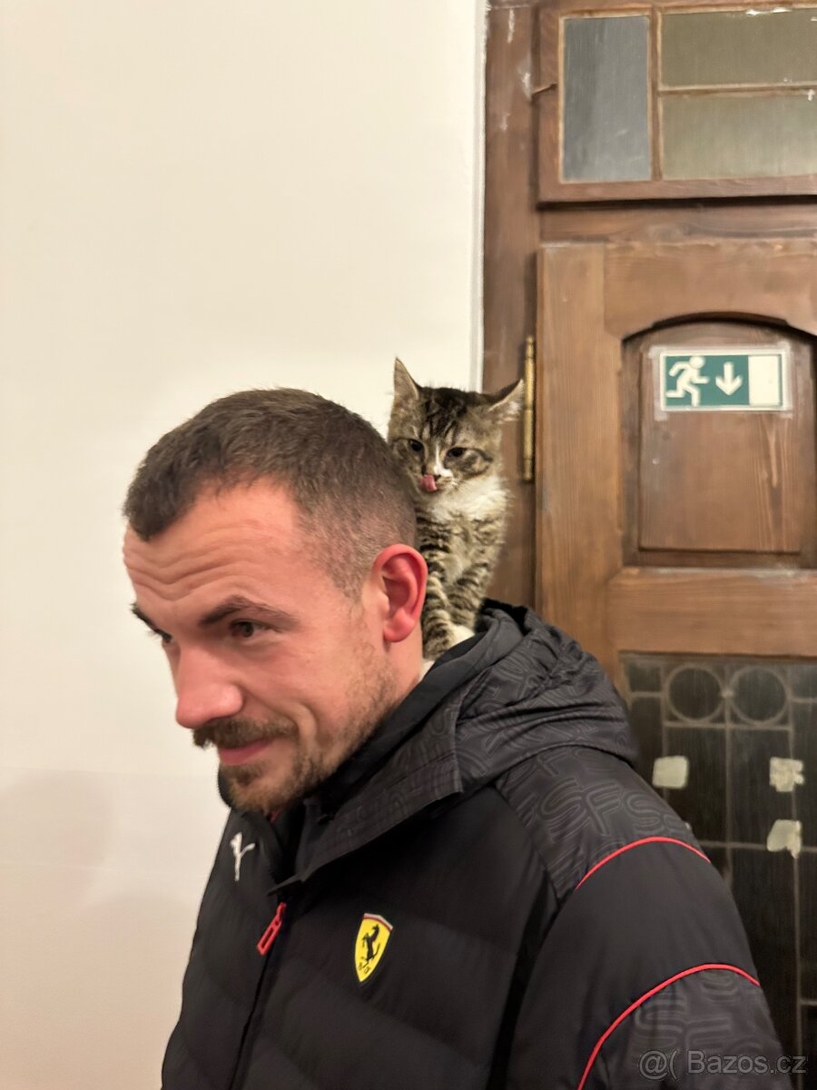 Daruji koťátka - kocourci