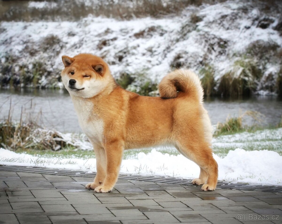 Shiba Inu