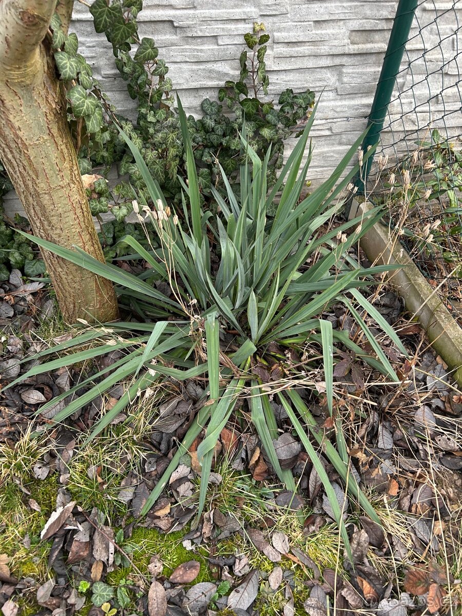 venkovní Juka vláknitá - Yucca filamentosa