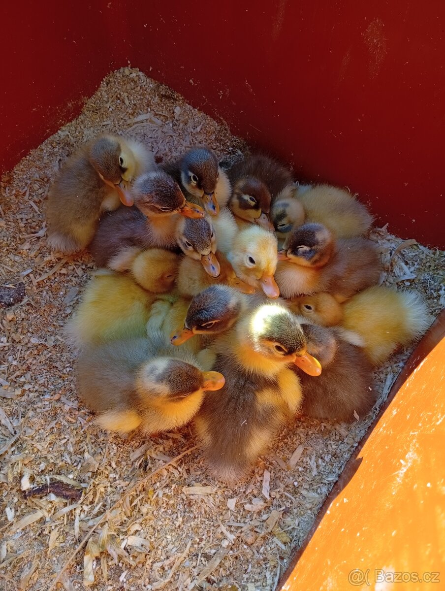 Káčata mix ze dvorku (pekingská x saská)