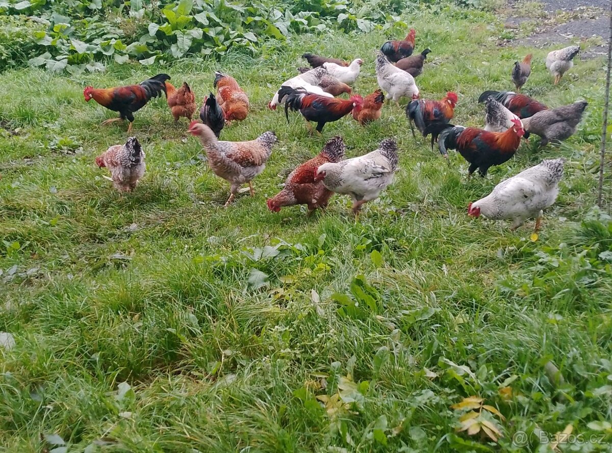 Kohouti 7 měsíční