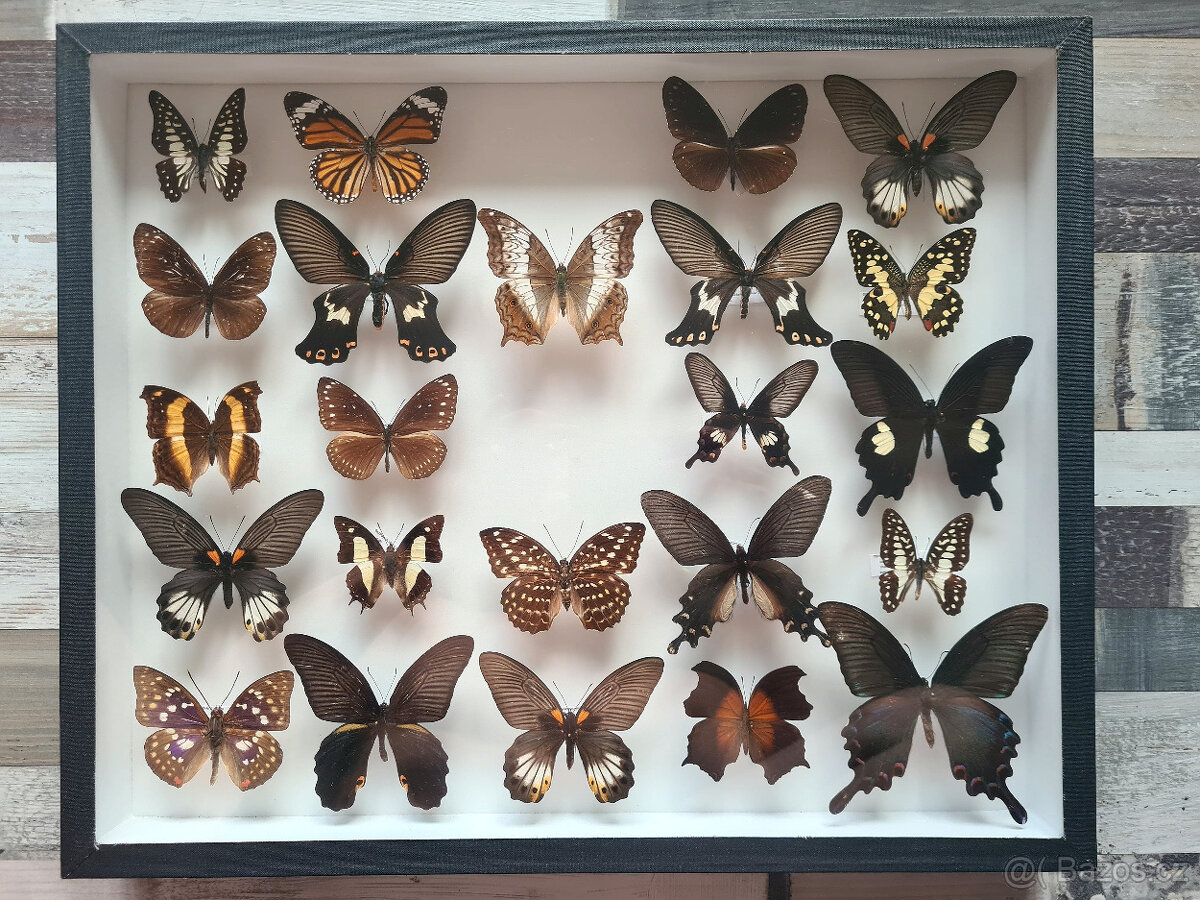 Sbírka motýlů, 2 vitríny