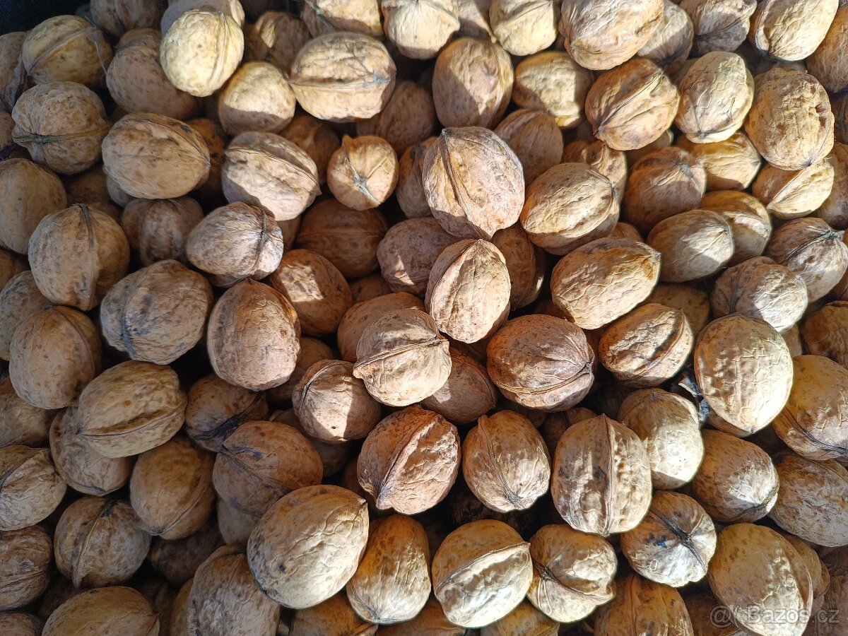 Vlašské ořechy neloupané