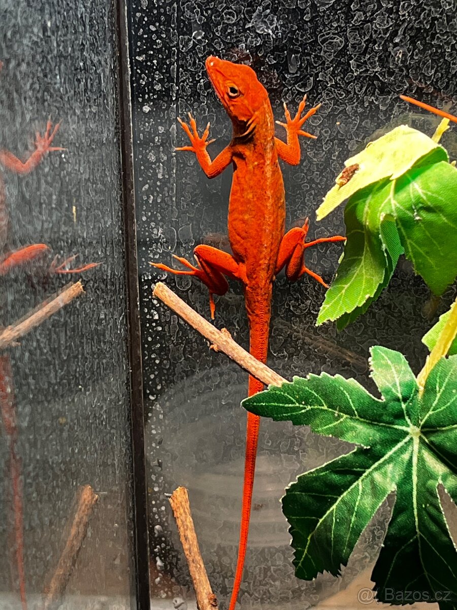 Anolis sagrei RED