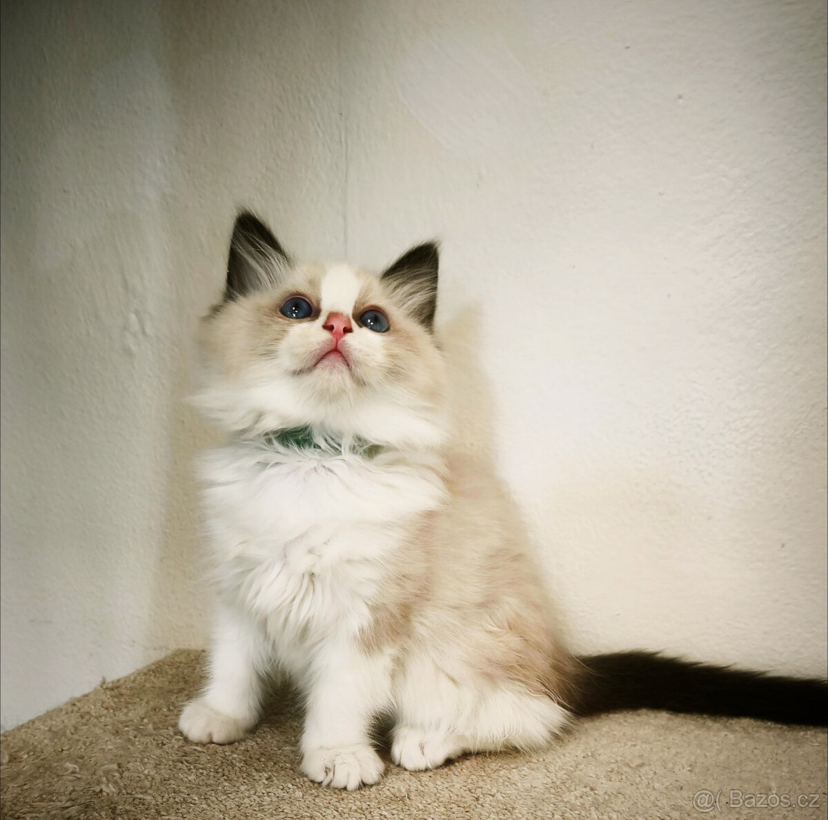 ragdoll s PP