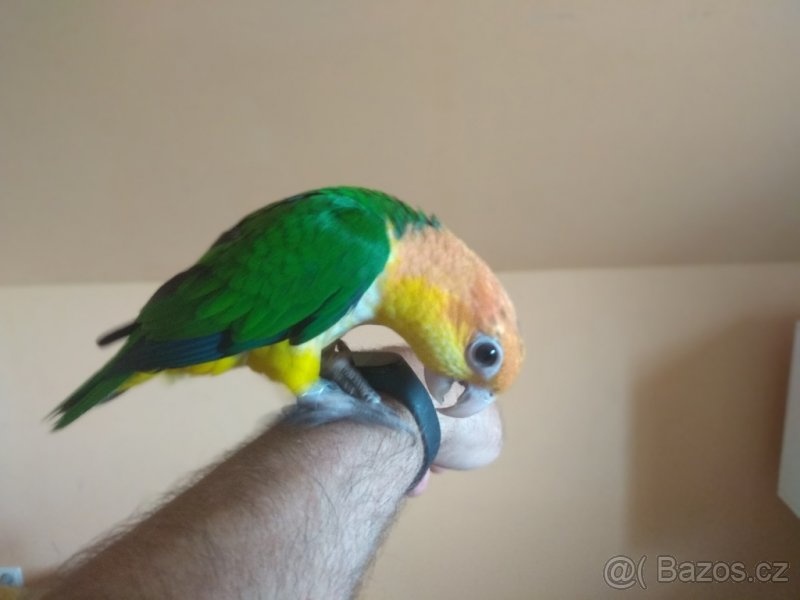 amazonek bělobřichý
