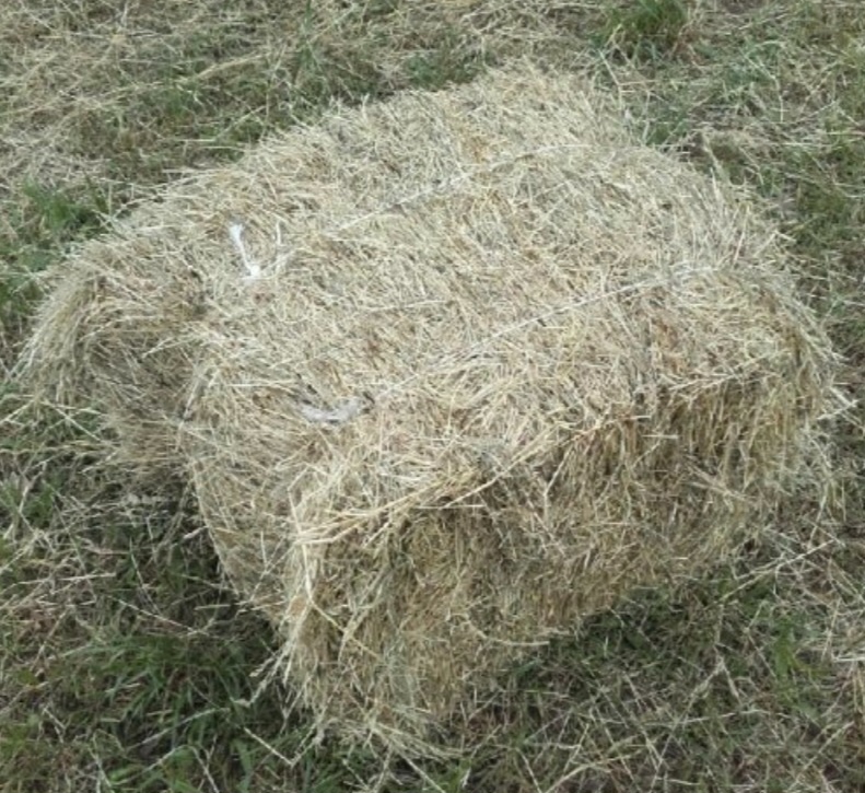 Seno balíky malé