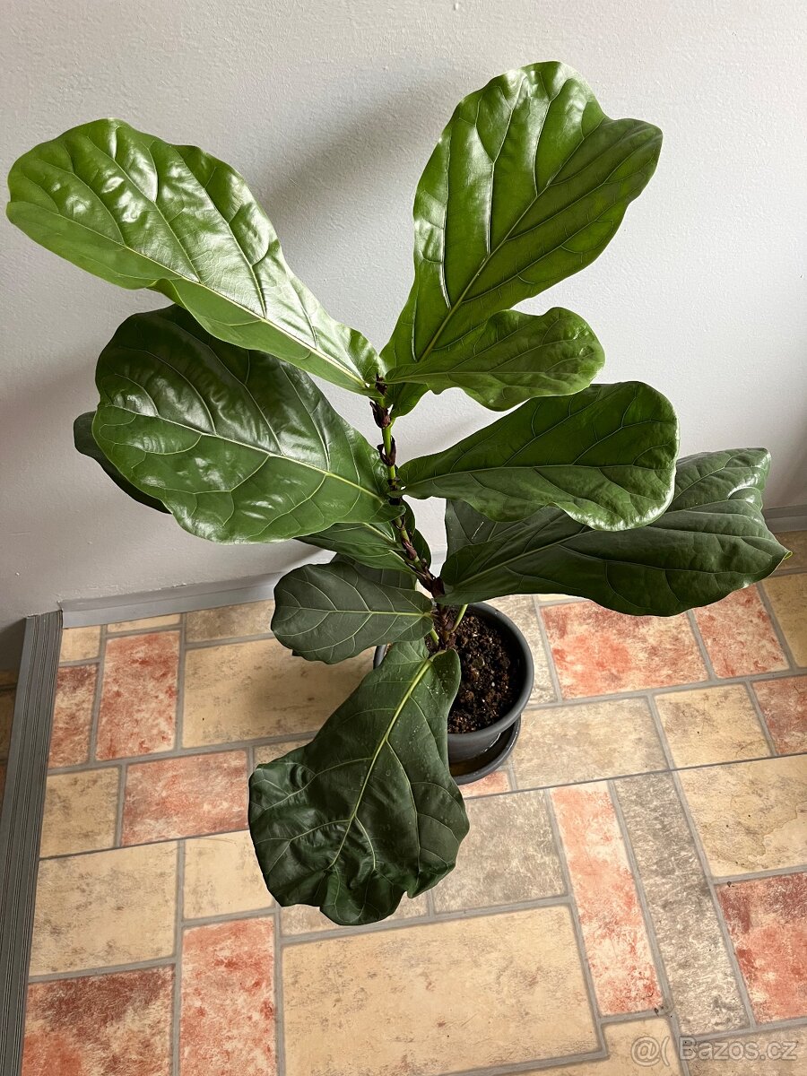 Ficus , Ficus Lyrata a další pokojové rostliny