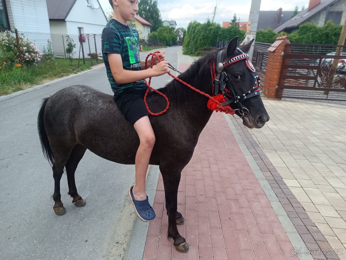 Predam kobylku ponika 4 roki