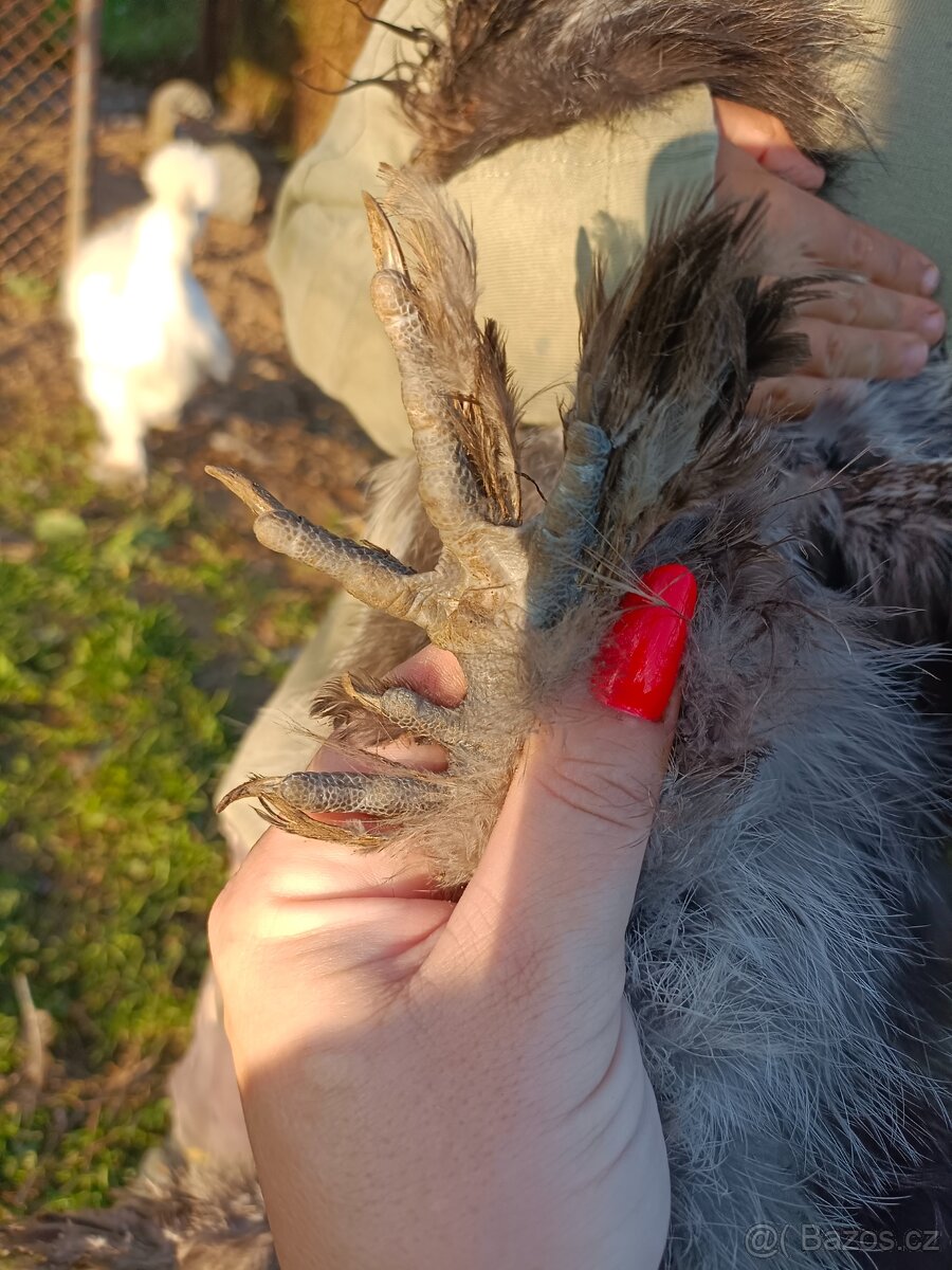 Kohouti Hedvábničky