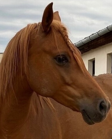 Prodám klisnu, březí po hřebci Mineral