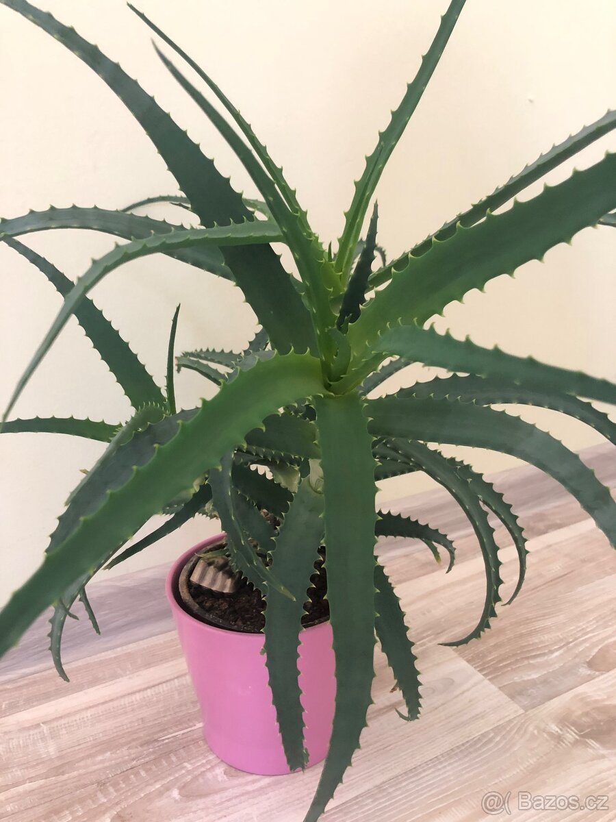 Aloe Vera - pokojová rostlina