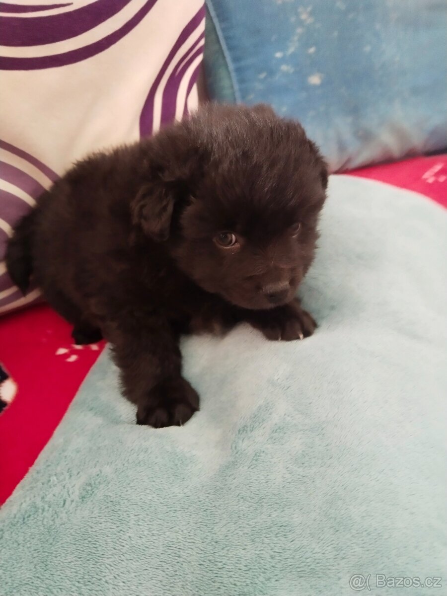 Pomeranian