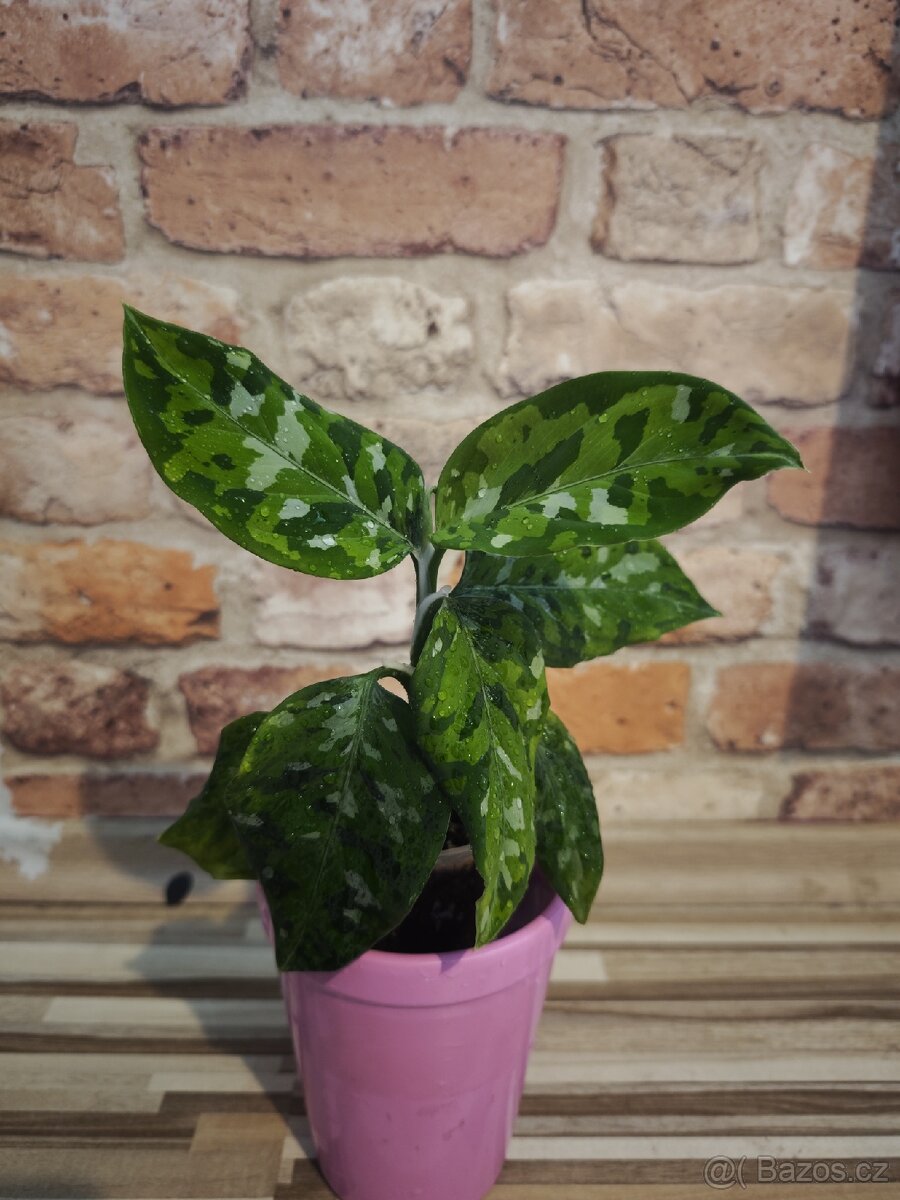 Aglaonema "tricolor"