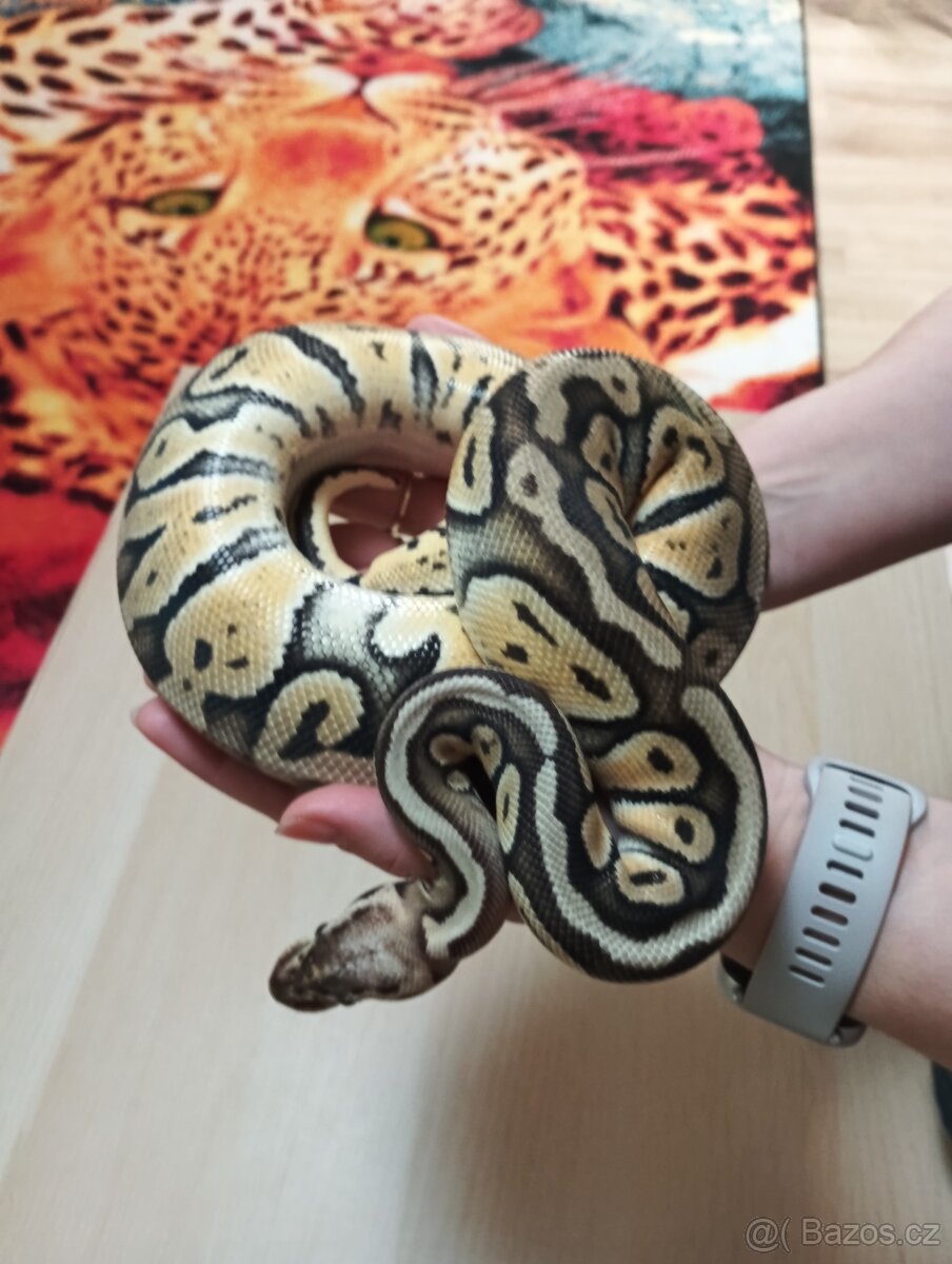 Python regius
