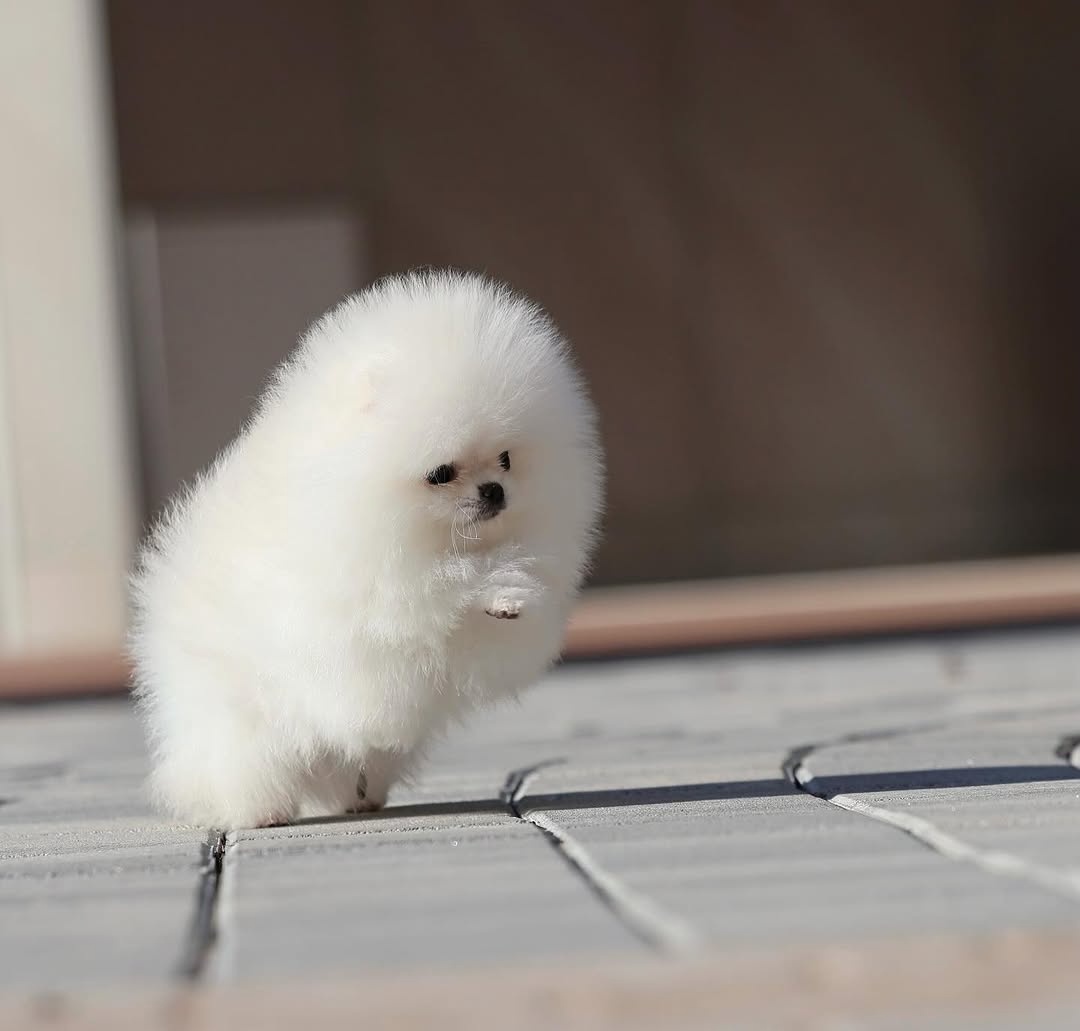 Krasne pomeranian s PP